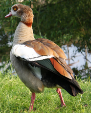 12-Nilgans-052.jpg